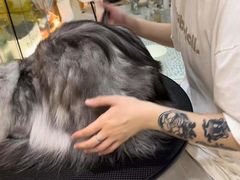 -momokira米努特·德文卷毛猫·棉花面纱犬