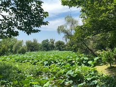 -西溪国家湿地公园