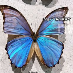 -七巧国萌宠乐园(龙湖天街店)