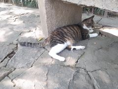 -西园戒幢律寺