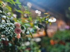 -杨厝六十六农庄农舍(杨厝路店)