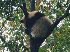 -中国大熊猫保护研究中心雅安碧峰峡基地
