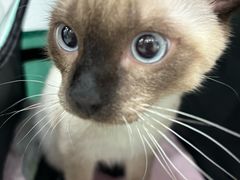 -四月宠物医院·猫专科·心脏专科·内科(转塘店)
