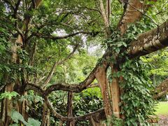 -中国科学院西双版纳热带植物园