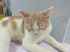 -喵的天空名猫咖啡馆·撸猫·猫舍·用品