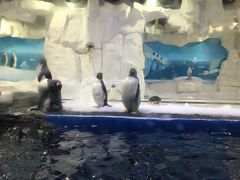 -华夏文旅海洋公园