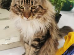-COLOR PETS 撸猫馆·购猫·猫咖(长风大悦城店)