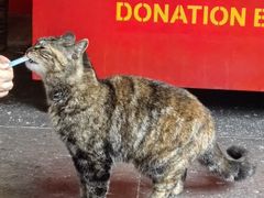 -龙华素斋(龙华路店)