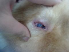 -天使宠物医院·犬猫分诊(彩虹店)