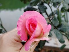 -中山市树木园
