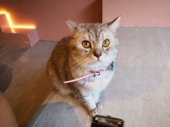 -猫儿山۰猫主题餐厅
