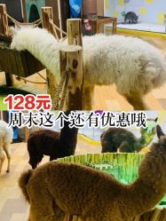 -七巧国萌宠乐园(龙湖天街店)