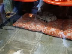 -猫咪博物馆(顶澳仔猫街店)