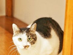 -猫里有甜
