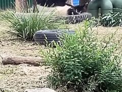 -沈阳森林动物园