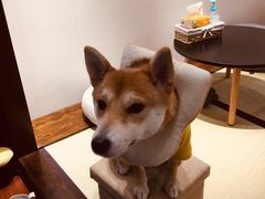 -逗柴咖啡屋·狗咖猫咖宠物桌游