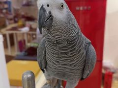 -爱宠屋pet shop·宠物洗澡·宠物美容