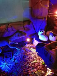 -恐龙探索乐园(磁器口店)