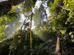 -西双版纳原始森林公园