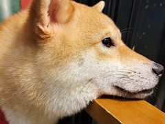 -猫色咖啡·猫咖