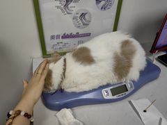 -贝康宠物医院·犬猫全科·小动物特色诊疗中心(东环路店)