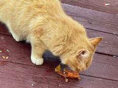 -潭柘厚院(桑峪村店)