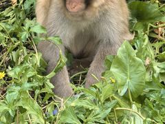 -海南热带野生动植物园