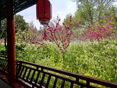 -南汇桃花村