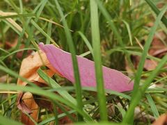 -重庆中央公园(渝北区)