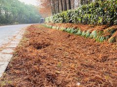 -上海海湾国家森林公园