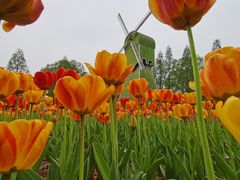 -石家庄市植物园