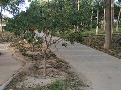 -大兴滨河森林公园