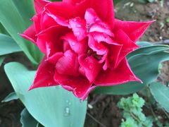 -洛阳郁金香牡丹园