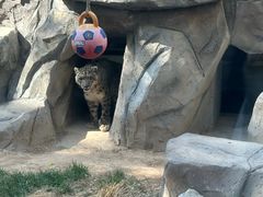 -青藏高原野生动物园