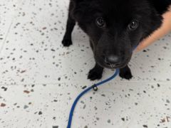 -瑞派康怡24h宠物医院·犬猫医疗中心·微创绝育(瑞景分院)
