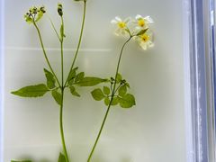 -广东中医药博物馆