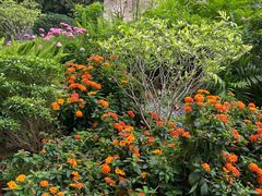 -深圳国际园林花卉博览园