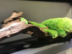 -植觉