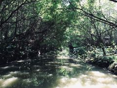 -大湾区中央湿地公园