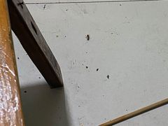-星鸿社重庆老火锅