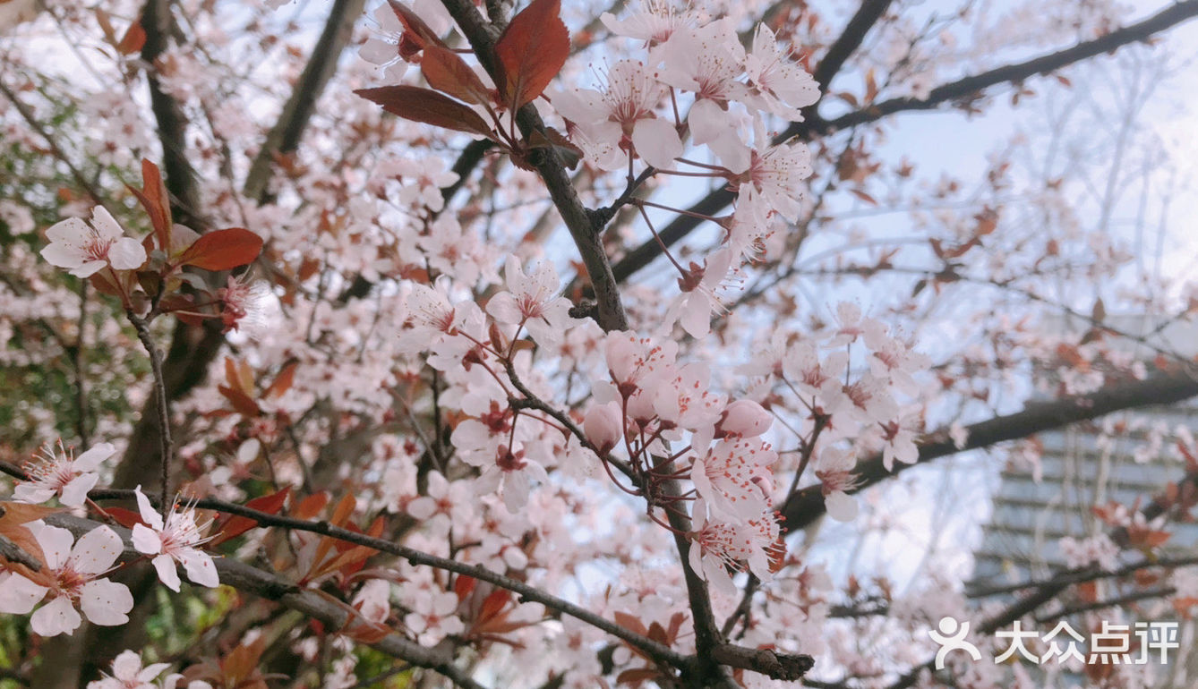 🌸樱花都开好了🌸