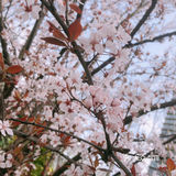 🌸樱花都开好了🌸