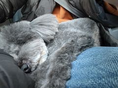 -熊小胖宠物生活馆(天华园店)