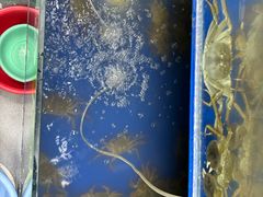 -阳澄湖大闸蟹·琼灵阁牌品牌连锁(吴中总店)