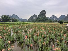 -靖西鹅泉风景区