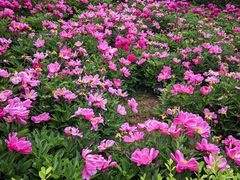 -洛阳市隋唐城遗址植物园