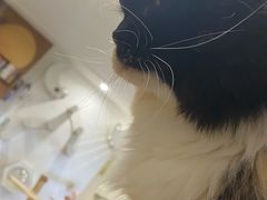 -楼上猫咖(罗湖店)