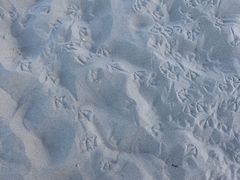 -黄金海岸