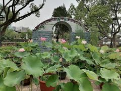 -无锡蠡湖国家湿地公园-蠡园