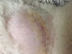 -康乐宝动物医院